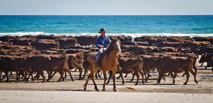Herding at Robbins Island
