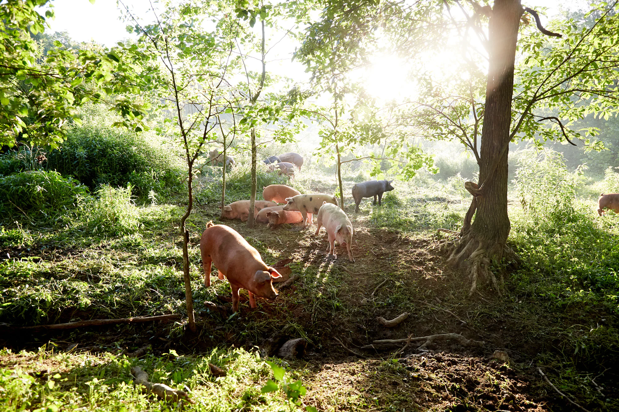 Pigs foraging in a wooded pasture