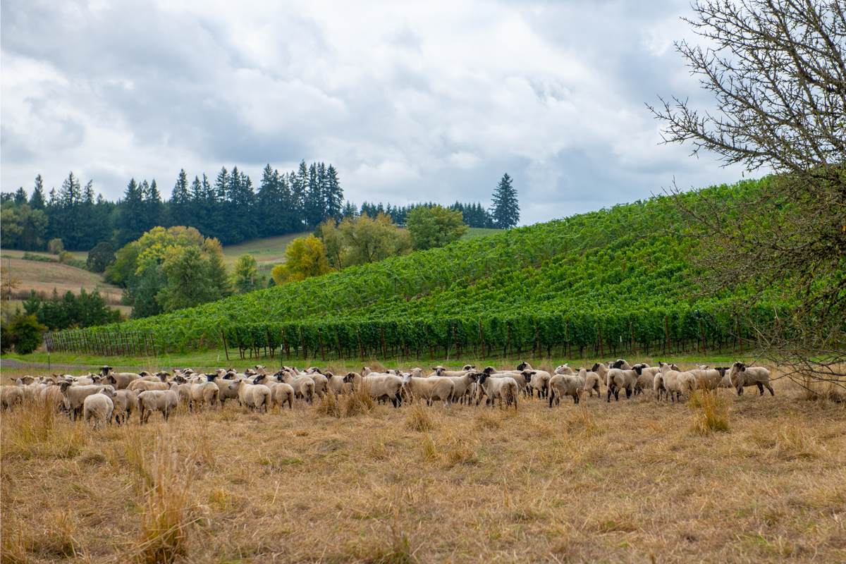 The Spanish Lamb Difference