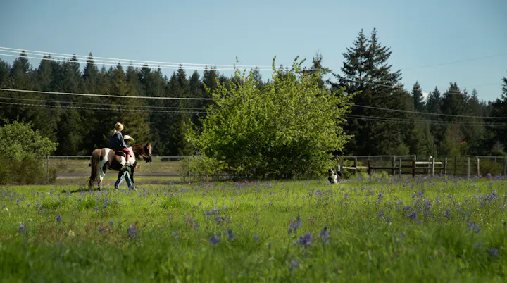 Harlow Cattle Co. pony ride