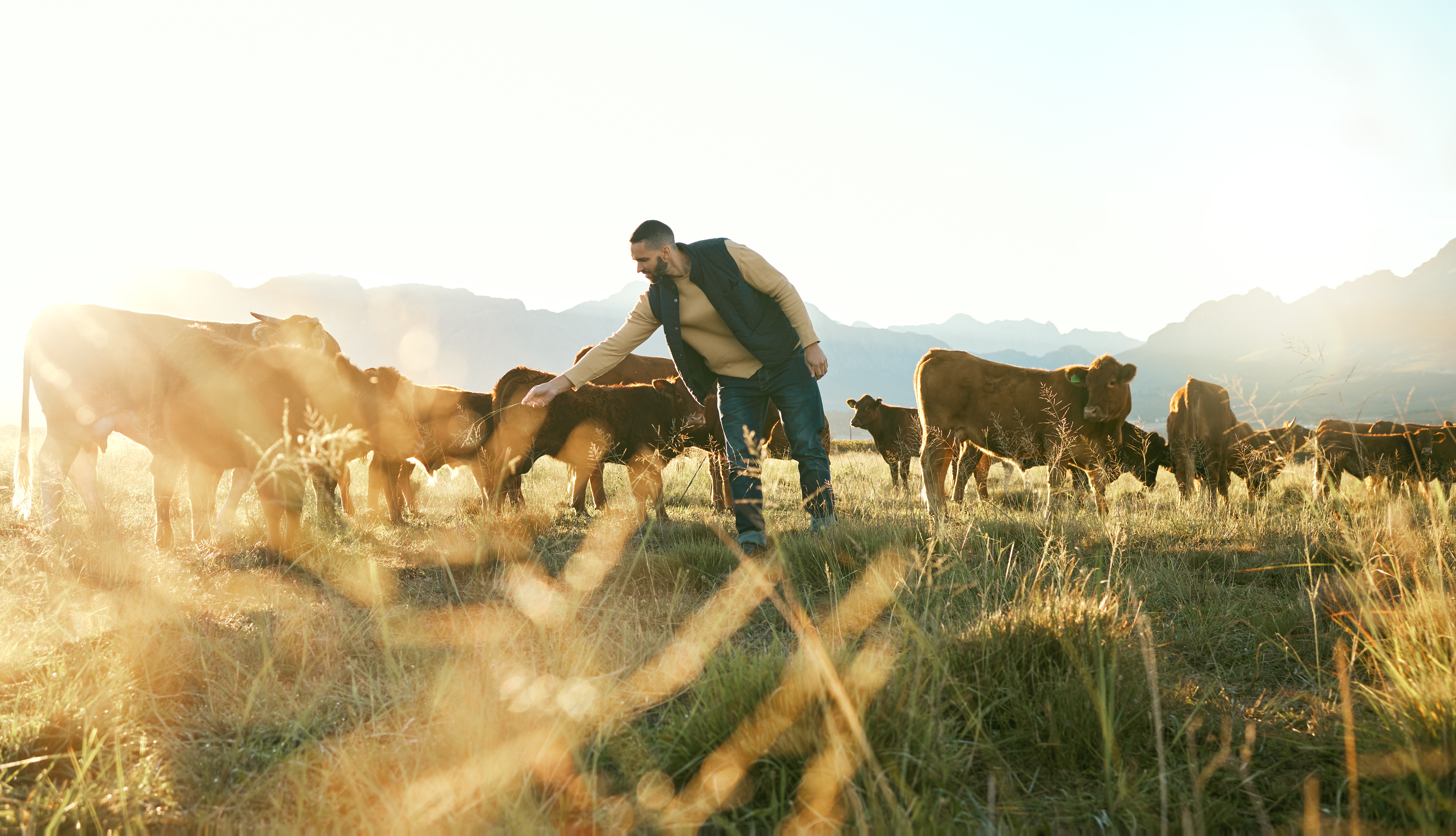 What is Pasture-Raised Beef?
