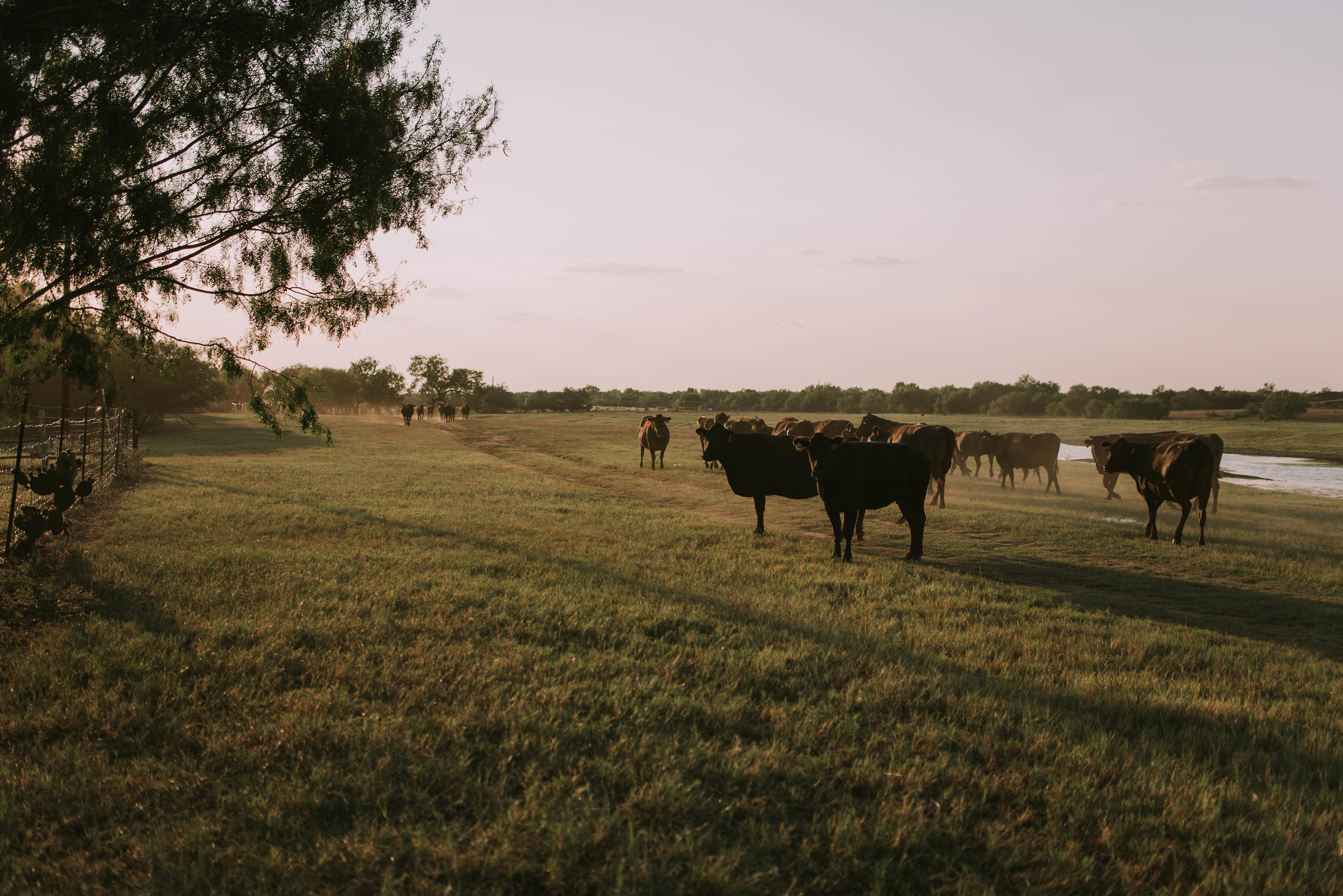 Cattle grazing on pasture at sunset