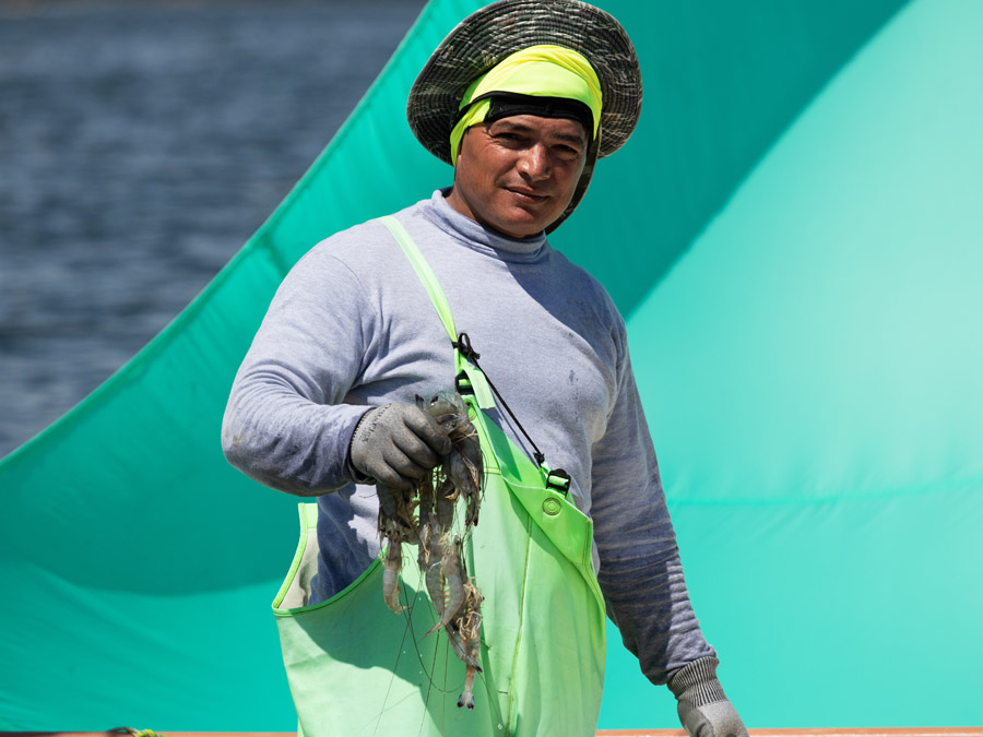 A Del Pacifico fisherman on a boat holds a handful of freshly caught wild blue shrimp