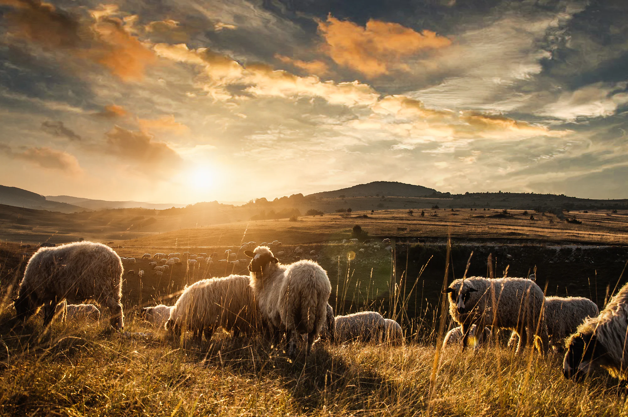 A flock of sheep grazing on a hillside at sunset