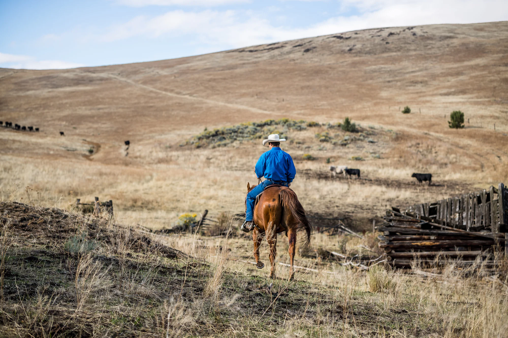 Cattle grazing on open rangeland