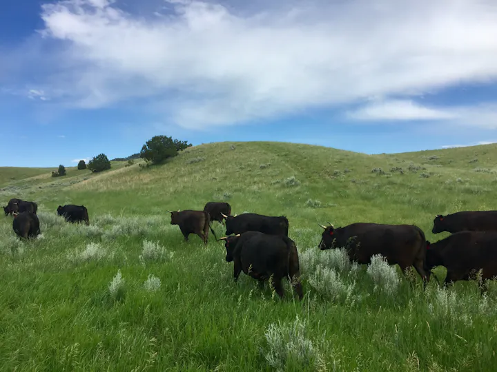 Cattle grazing on native Montana grasses at Omega Beef