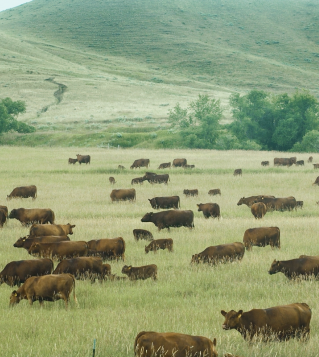 100% Grass-Fed Beef: Pure, Clean Flavor
