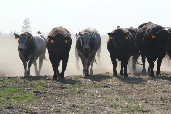 Cattle at KD Piedmontese