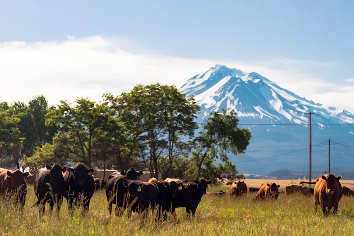 Harlow Cattle Company, cows in the foreground, Mt Rainier in the background