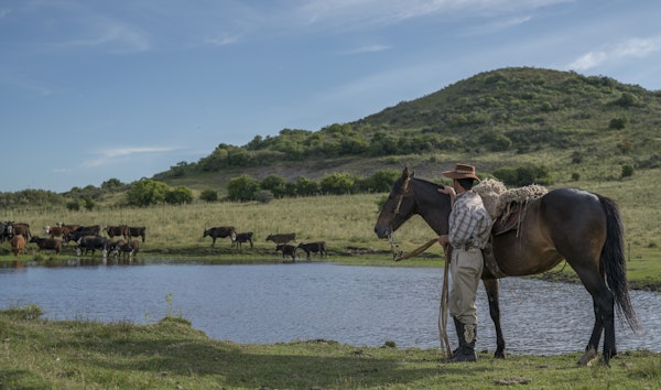 Frigorifico Pando