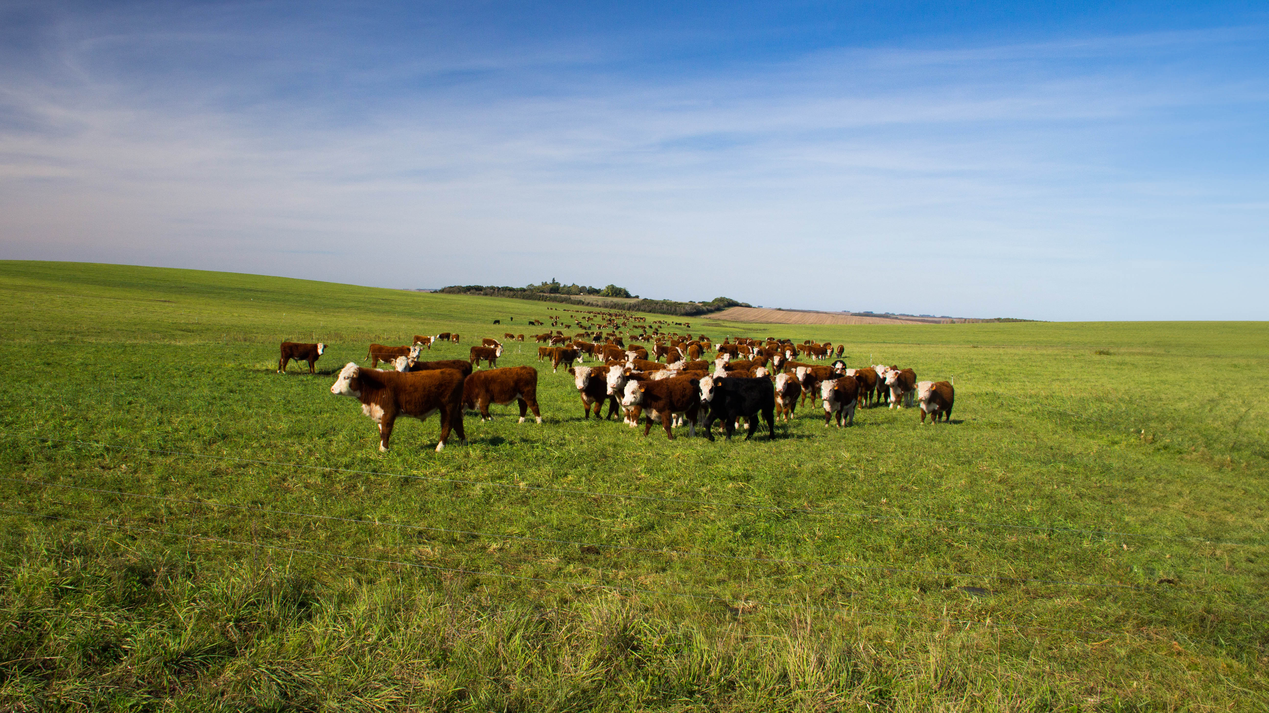Raised on Pasture