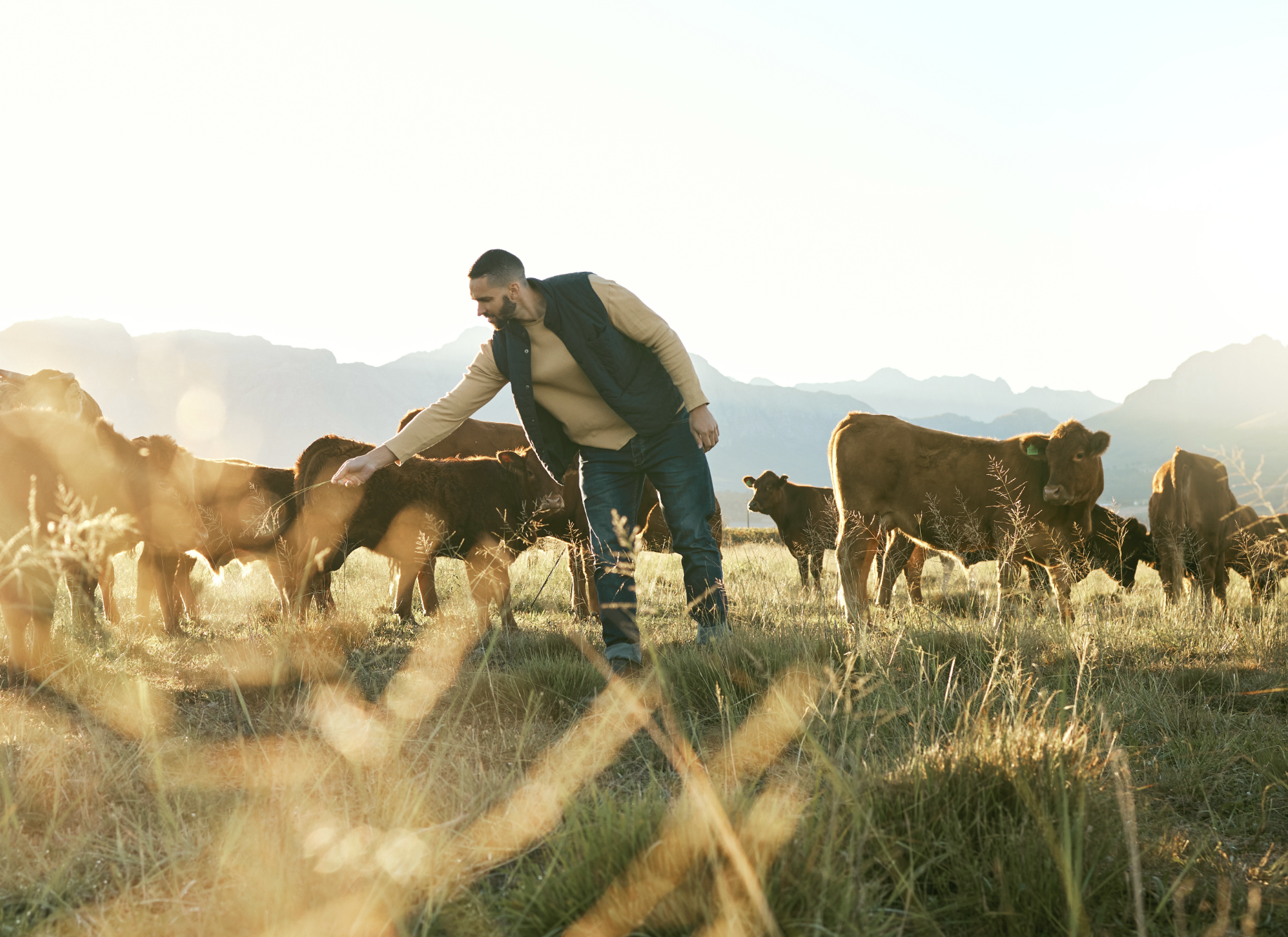 Pasture-Raised Beef: Rich Flavor, Raised Right