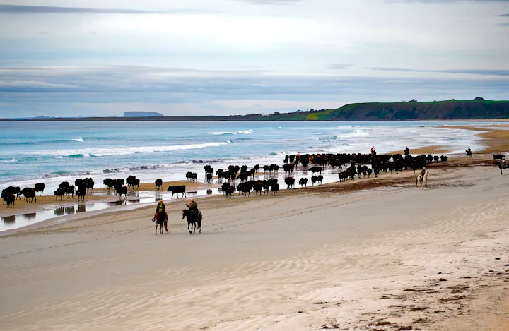Moving the herd on Robbins Island