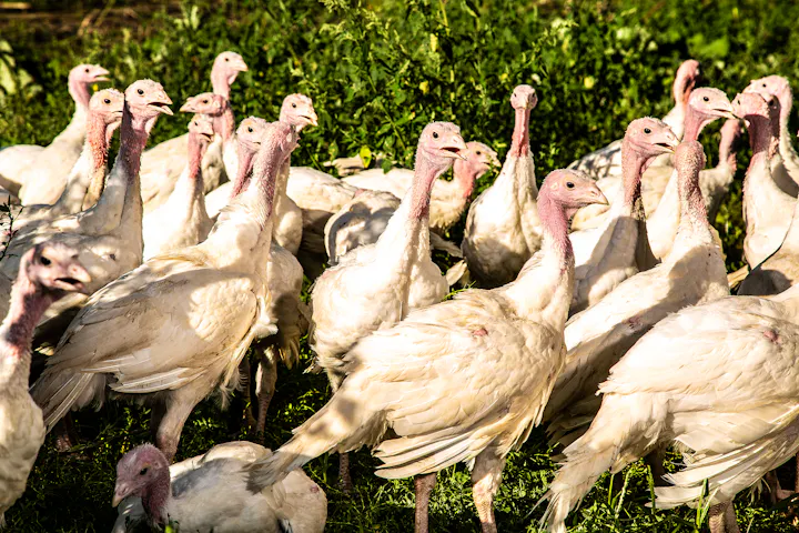 Turkeys on pasture at Gunthorp Farms