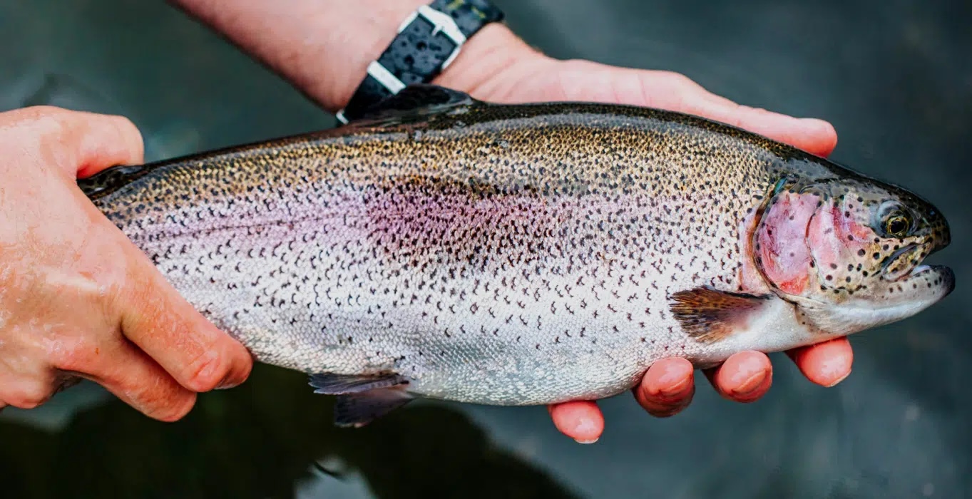 Image of Rainbow Trout
