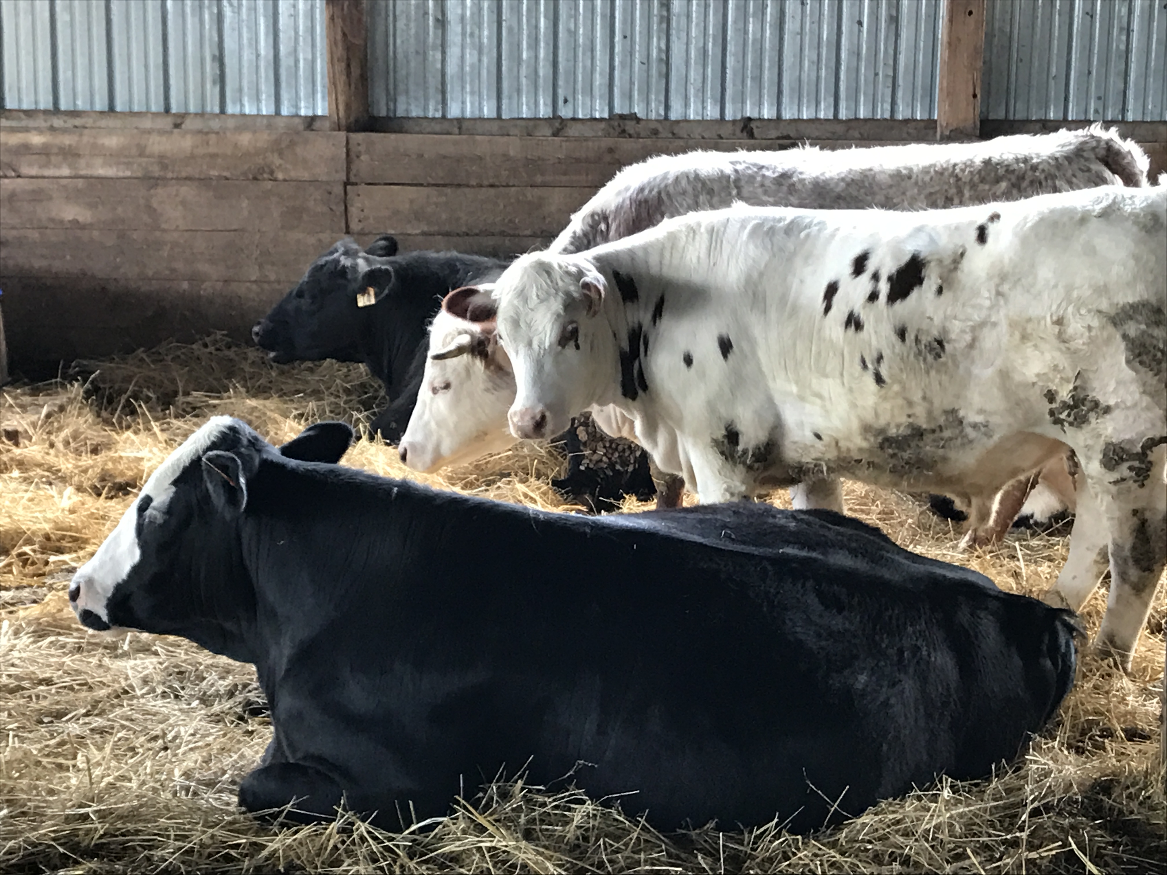 Cows Grazing