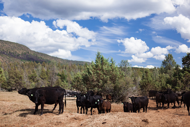 Hat Creek Ranch