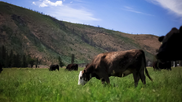 Grazing Cow