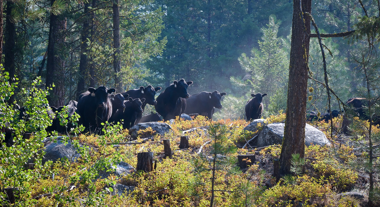 Gebbers Cattle on Crowd Cow