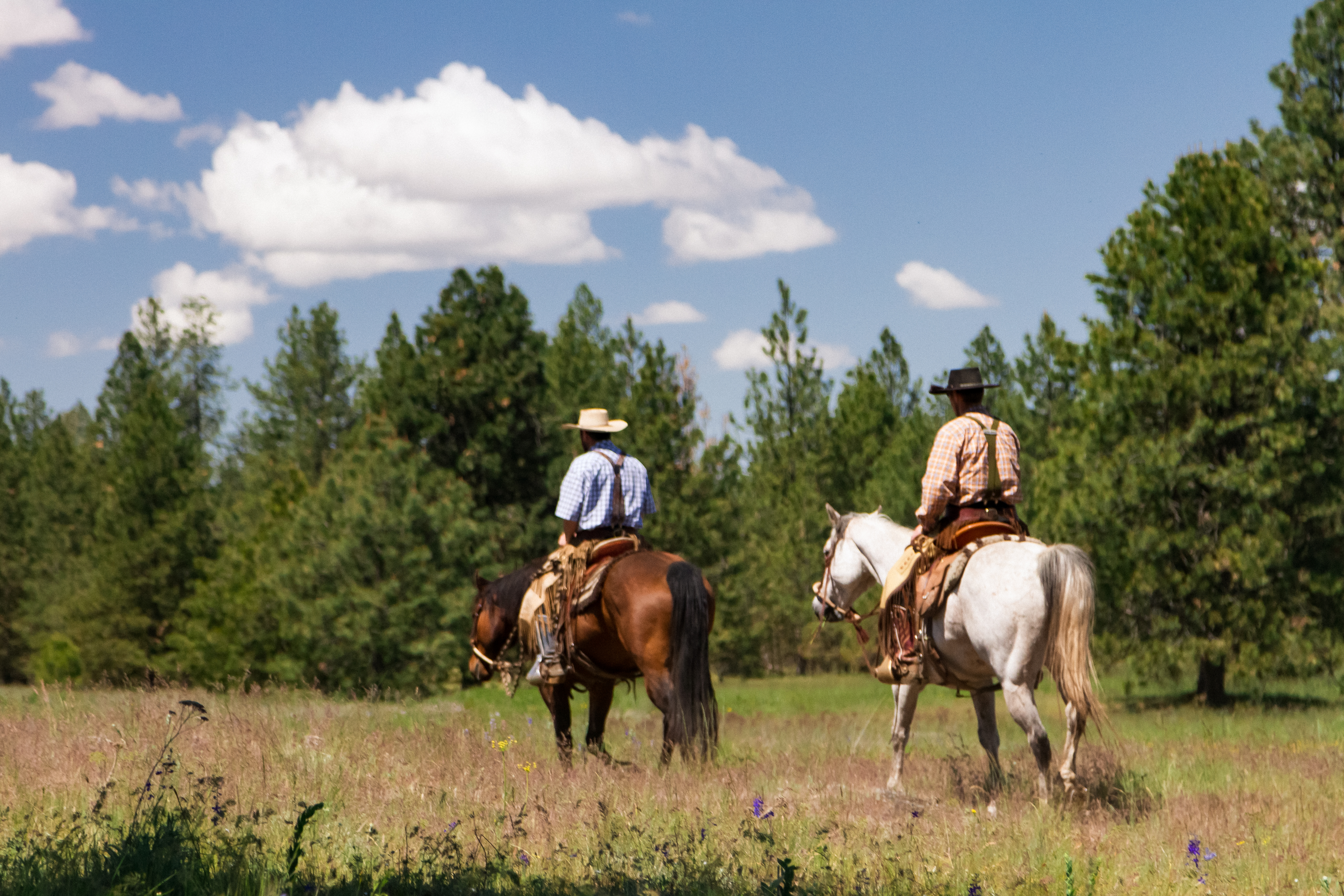 Hutterian Cattle Drive