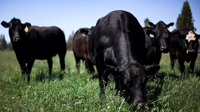 Grazing Cow