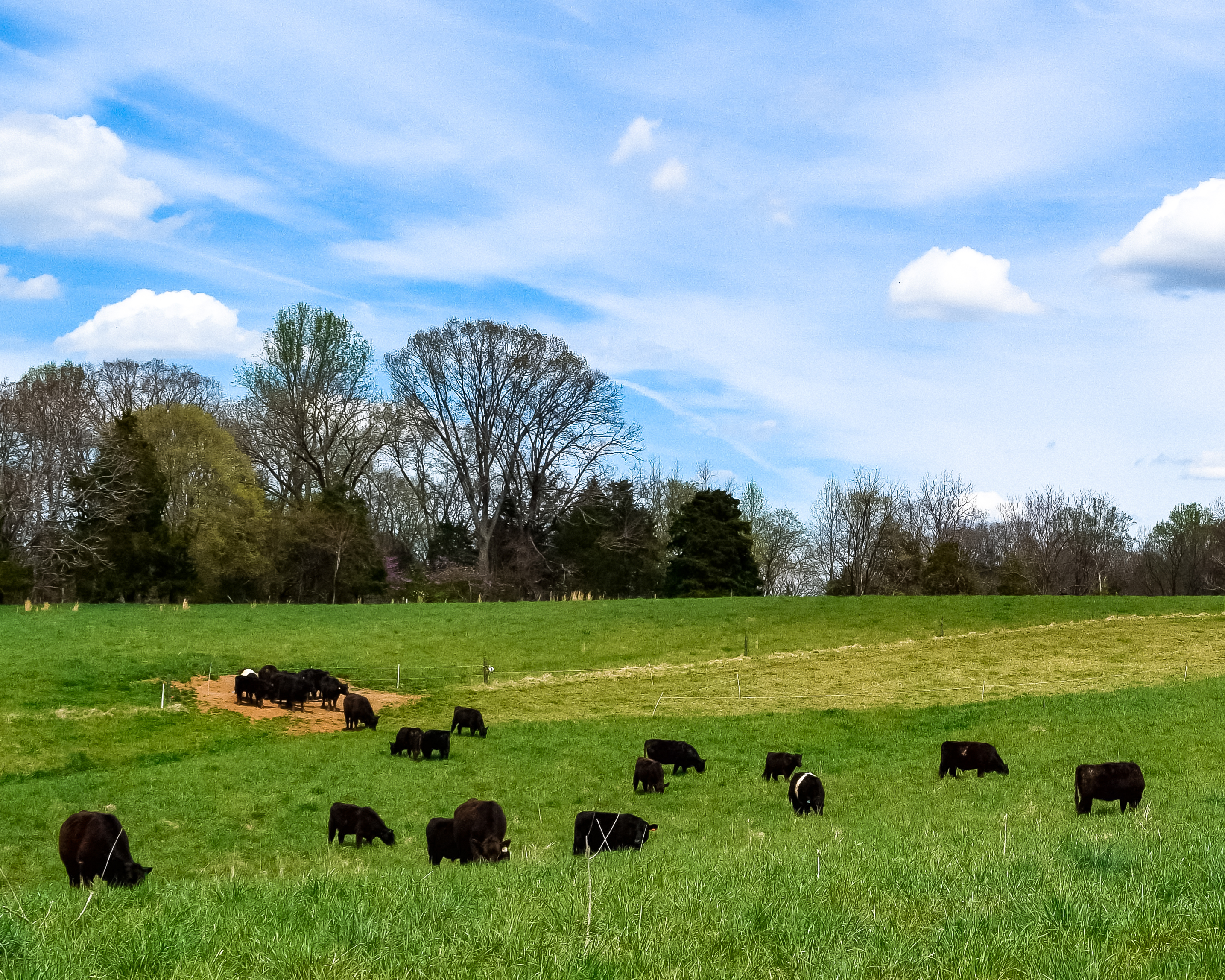 Happy Cows at Crowd Cow