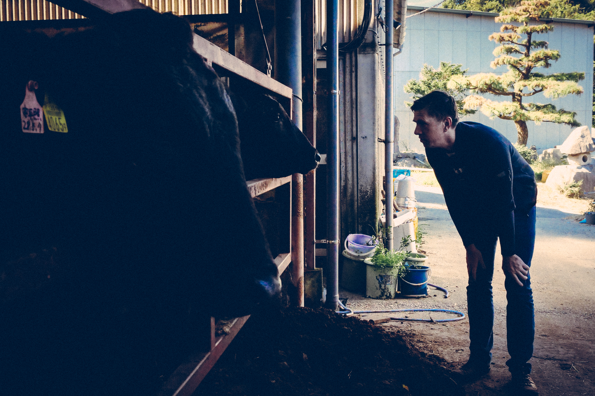 Olive Wagyu farm in Kagawa, Japan