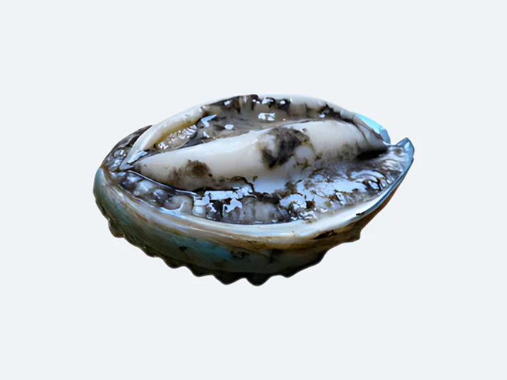 Image of Frozen Abalone