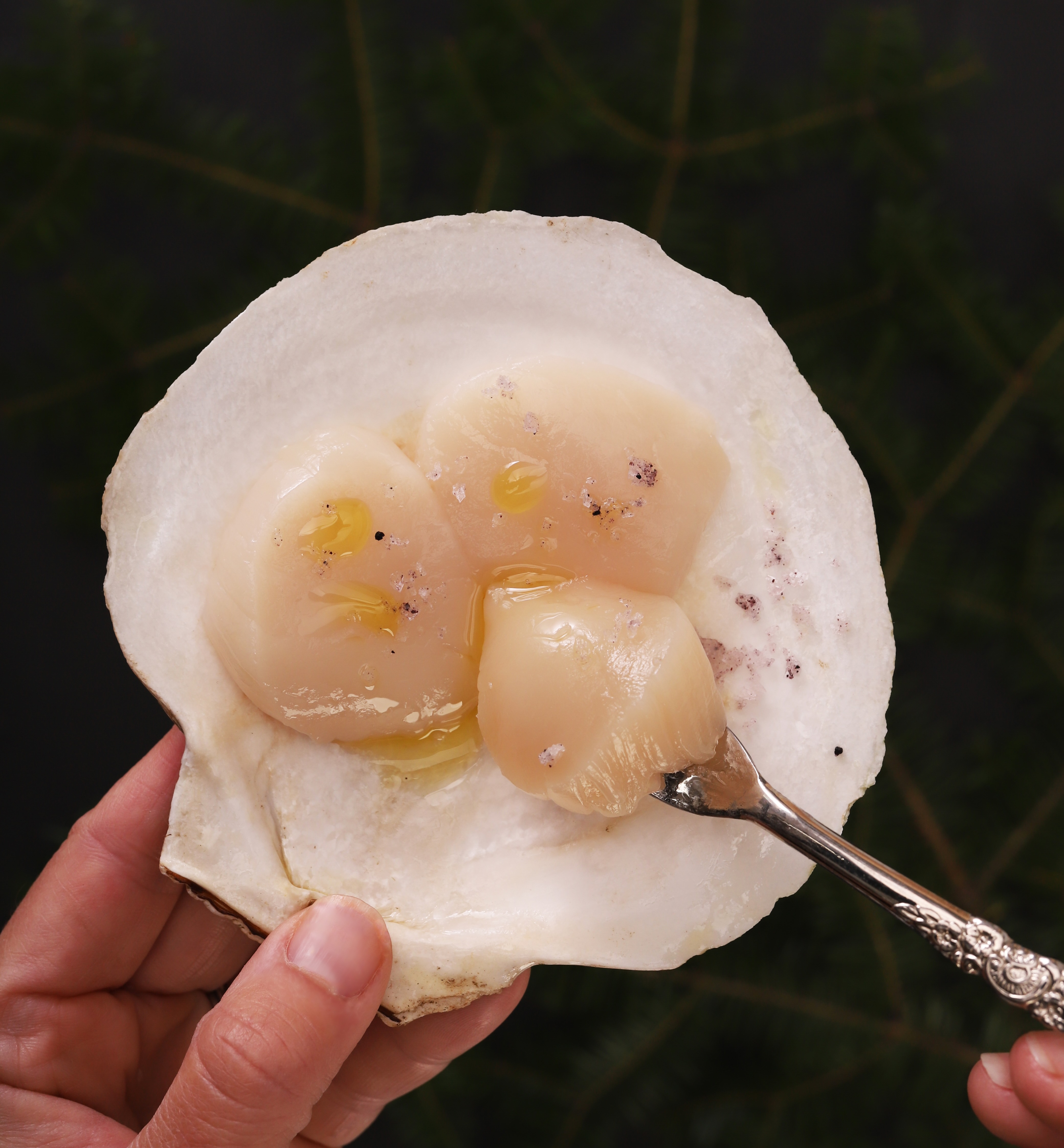 Image of Scallop Shell