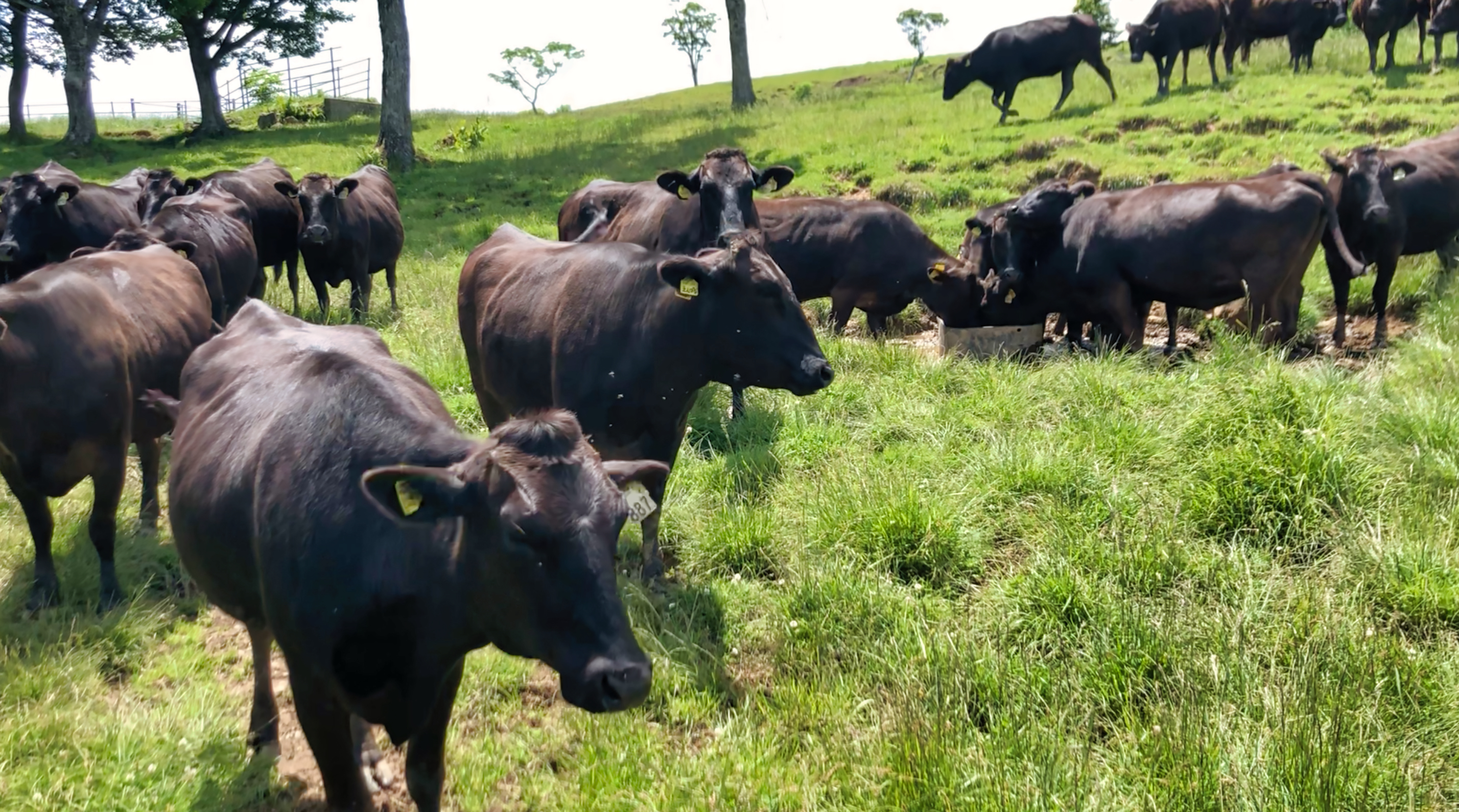 Hida-gyu cattle grazing in Gifu Prefecture