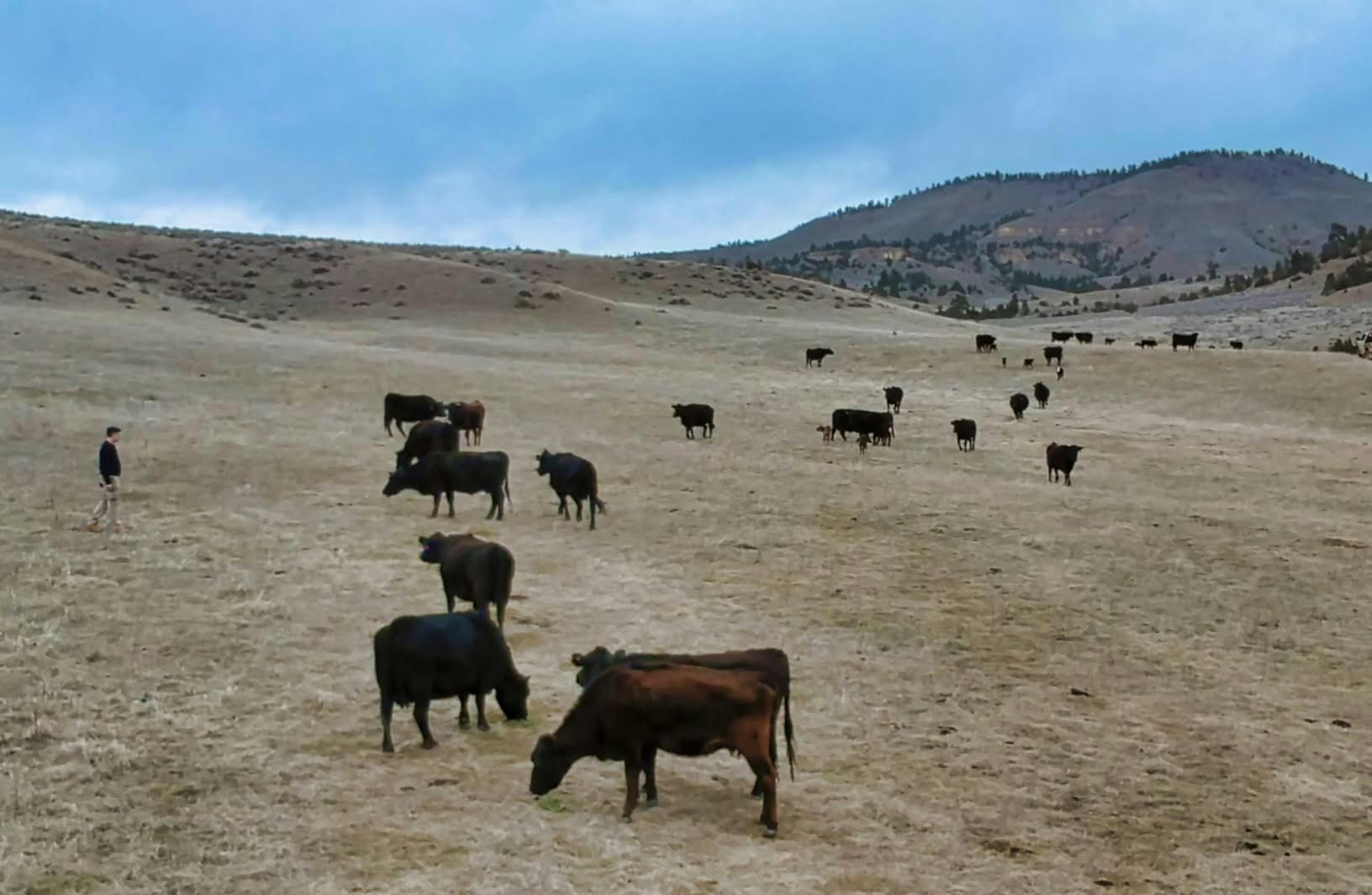 Omega Beef Inc. cattle enjoying the rolling hills