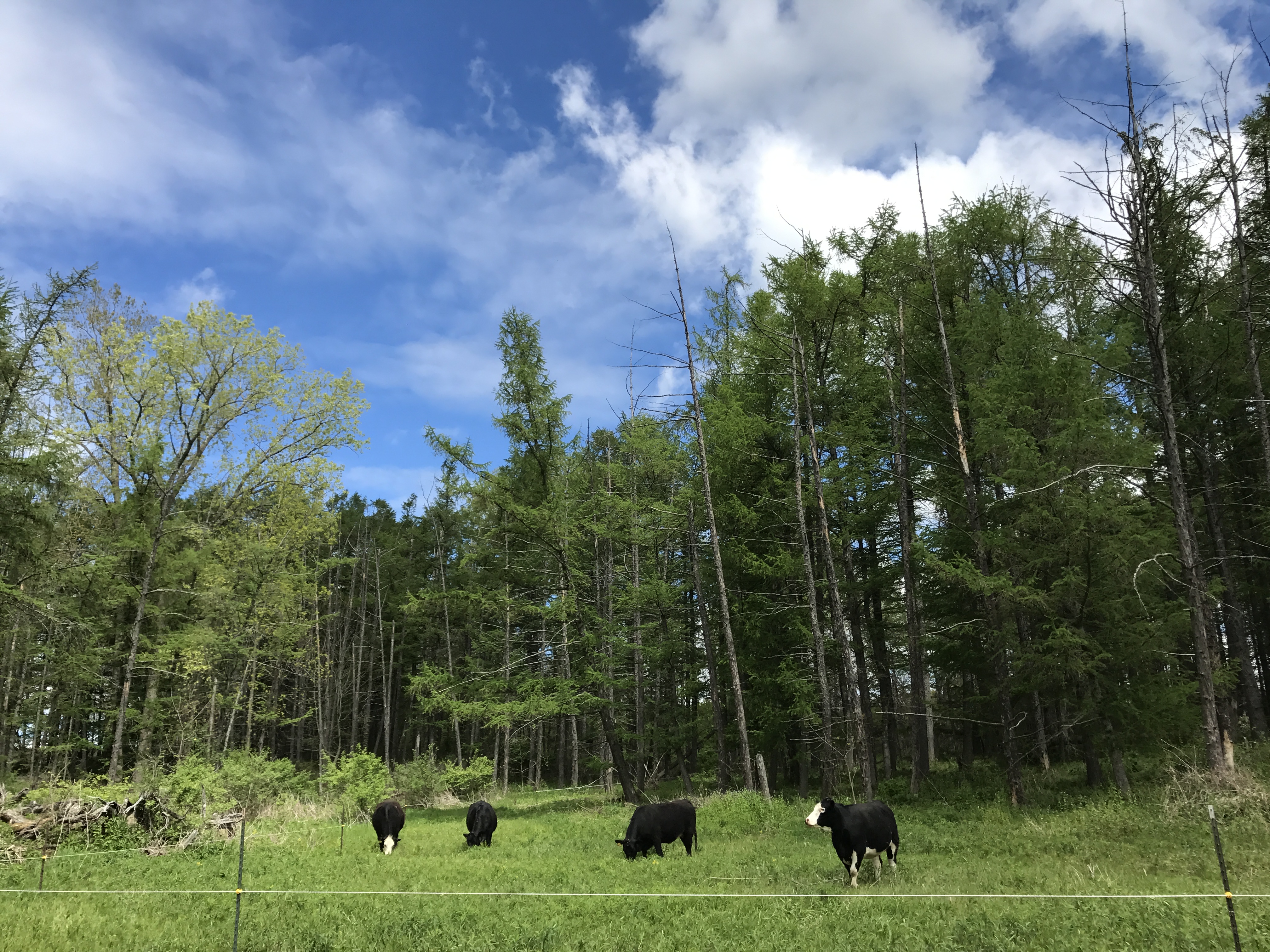 Cows Grazing