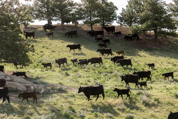 Little Belt Cattle Co.
