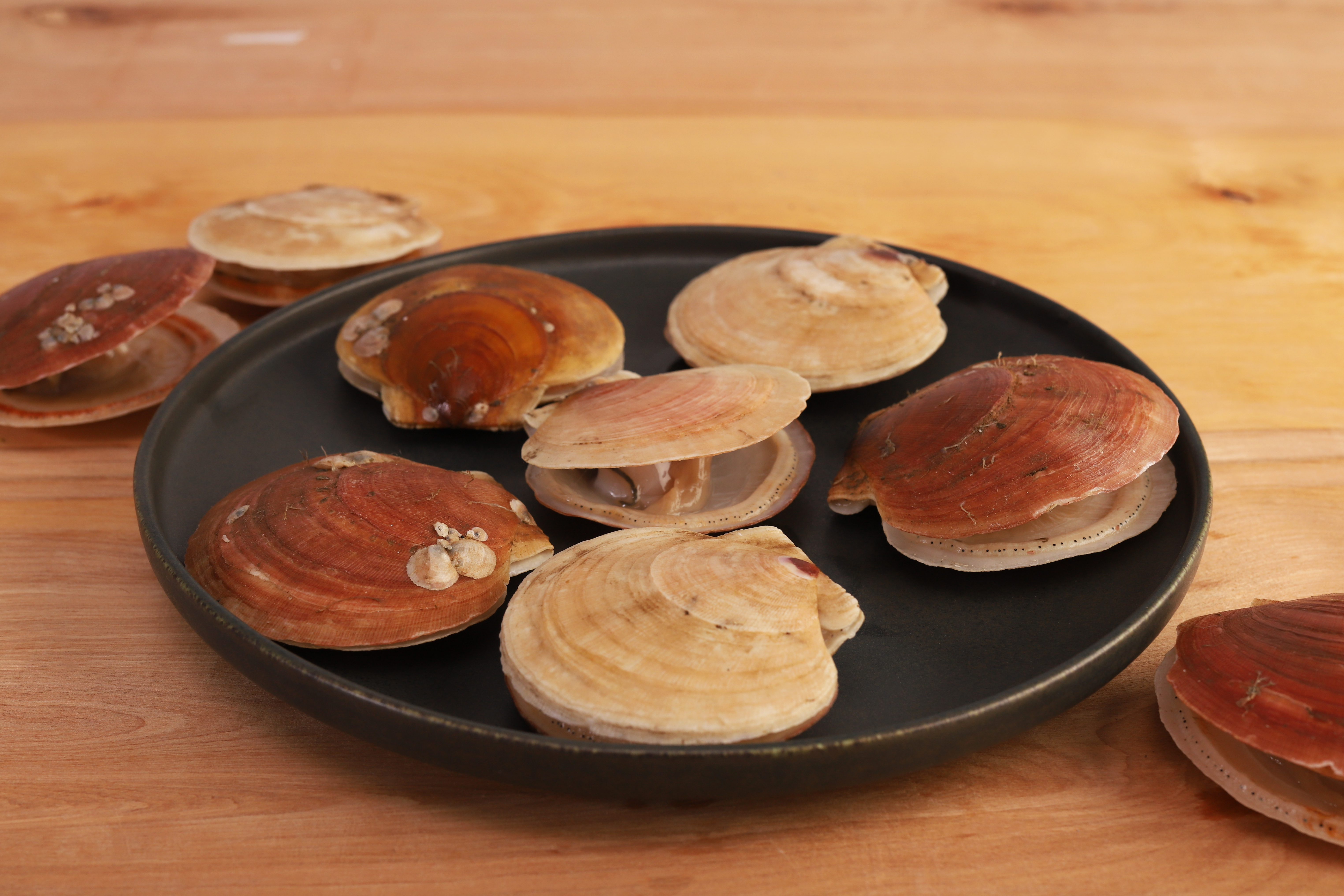 Image of Scallop Shell