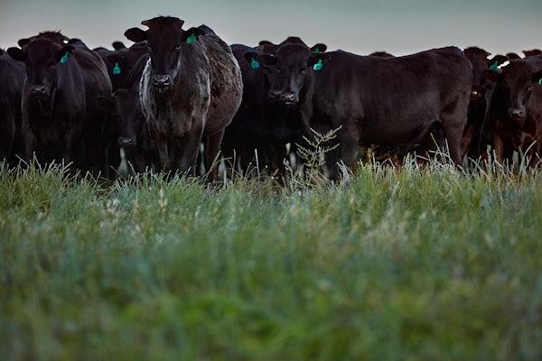 Margaret River Wagyu