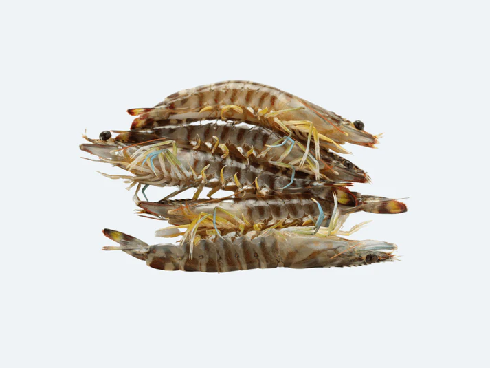 Image of Kuruma Ebi (Japanese Tiger Prawn)