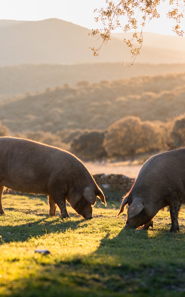 Home Place Pastures