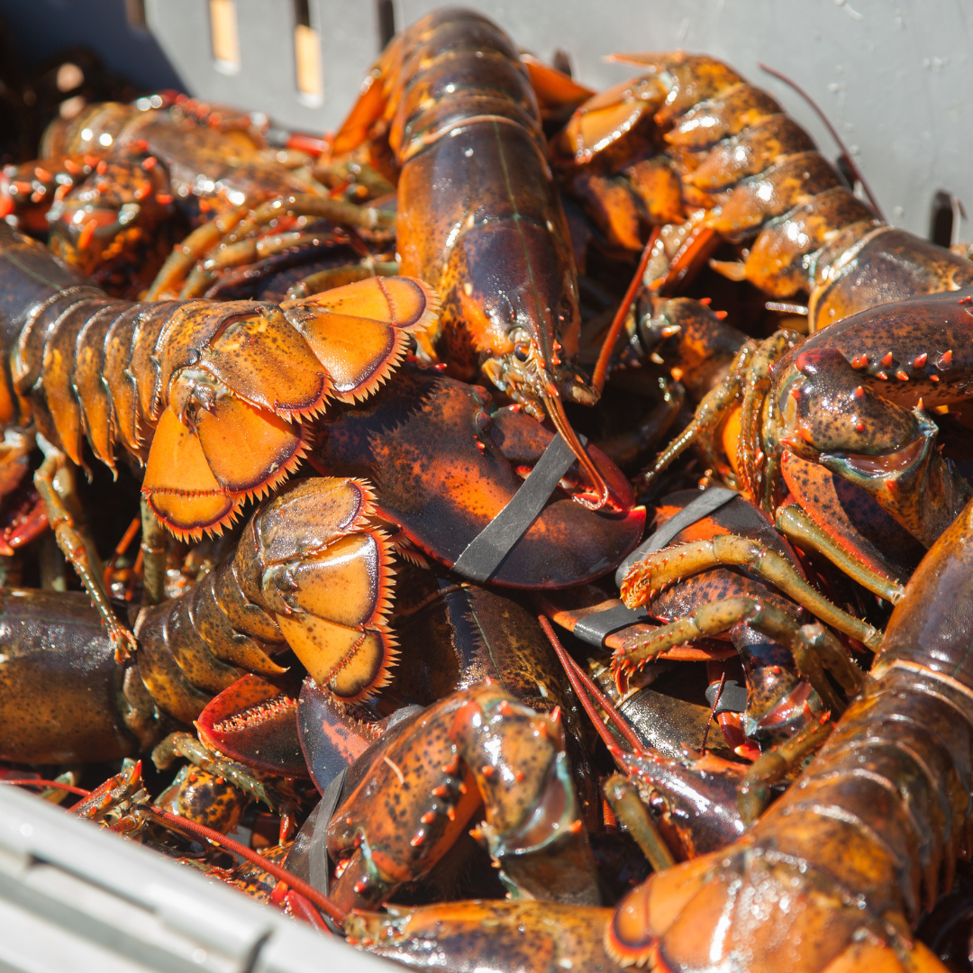 Image of Shucked Wild Caught Maine Lobster Tail Pair