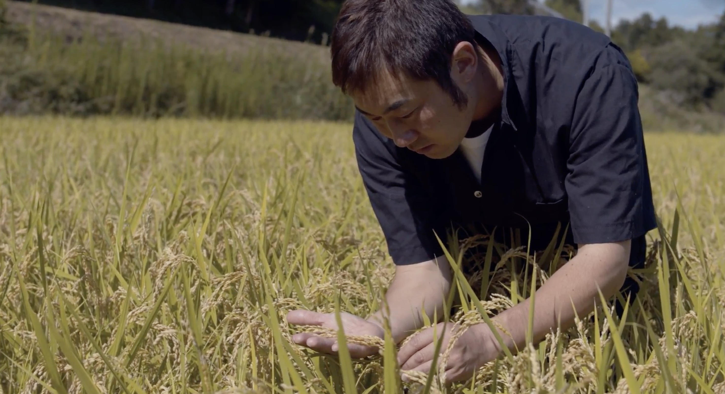 Iwate Rice Straw