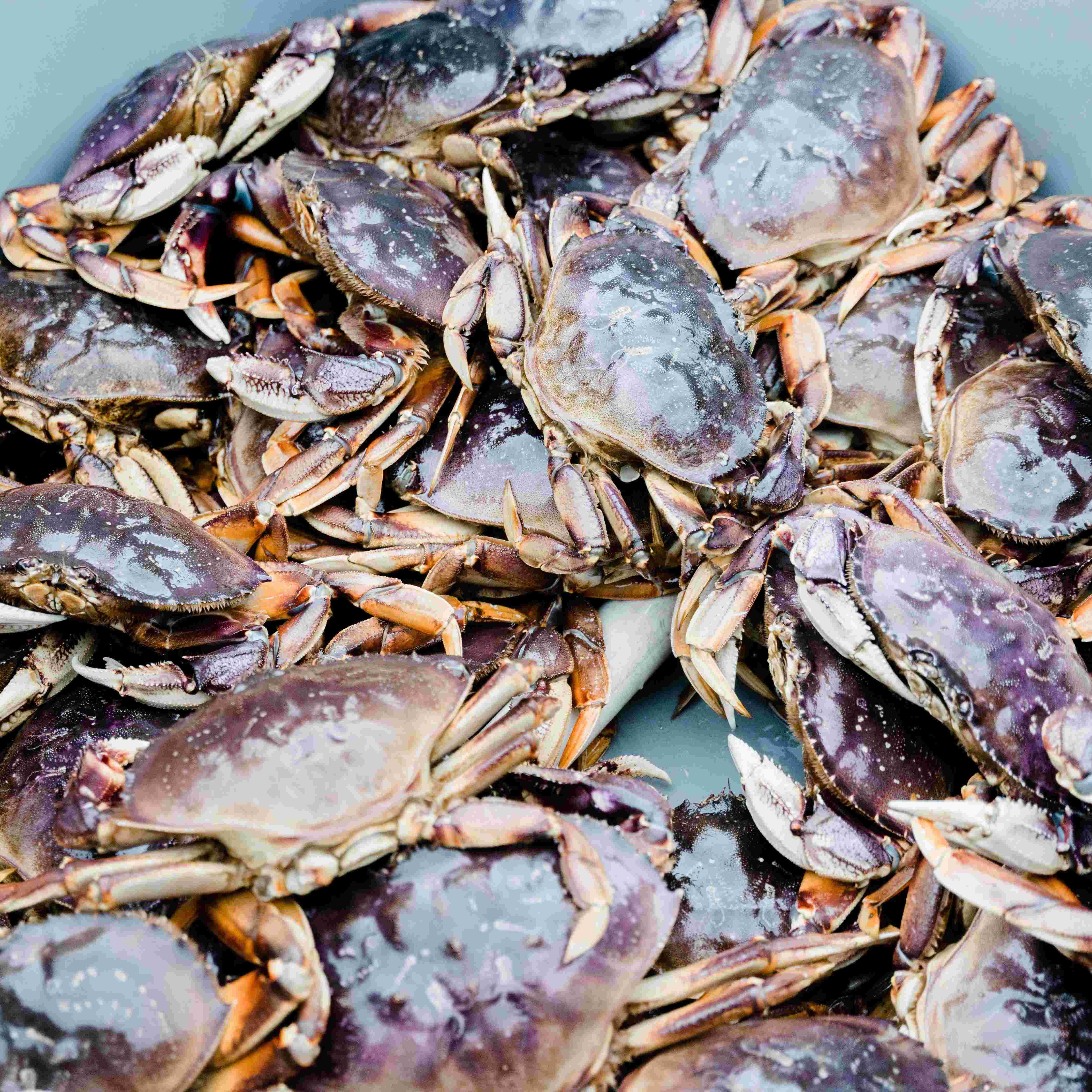 Image of Wild Alaskan Dungeness Crab Legs