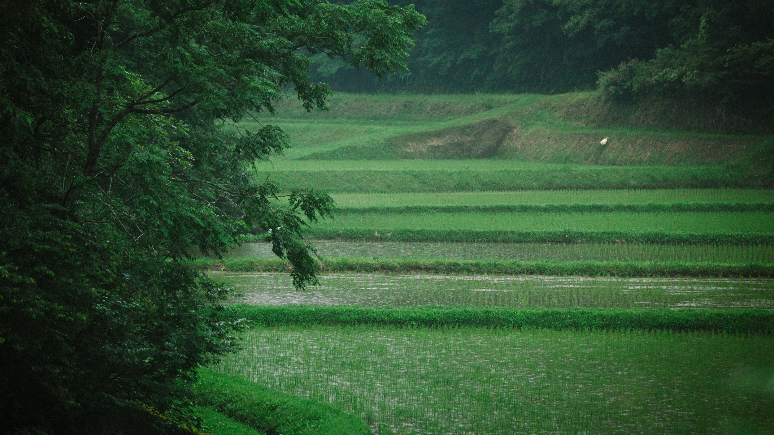 Spotlight on Kagoshima