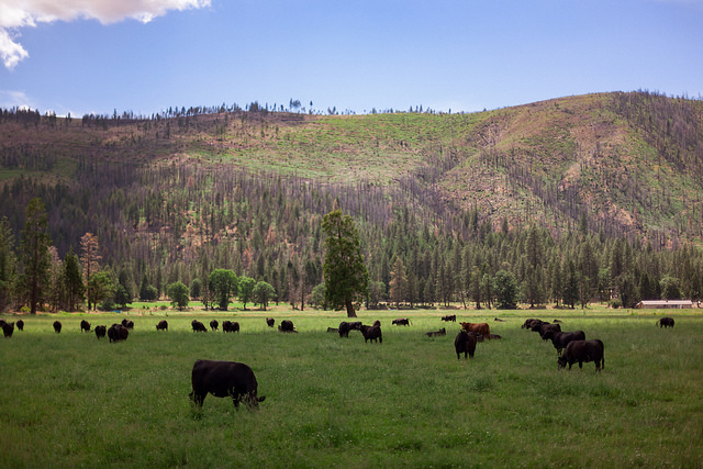 Grazing Cow